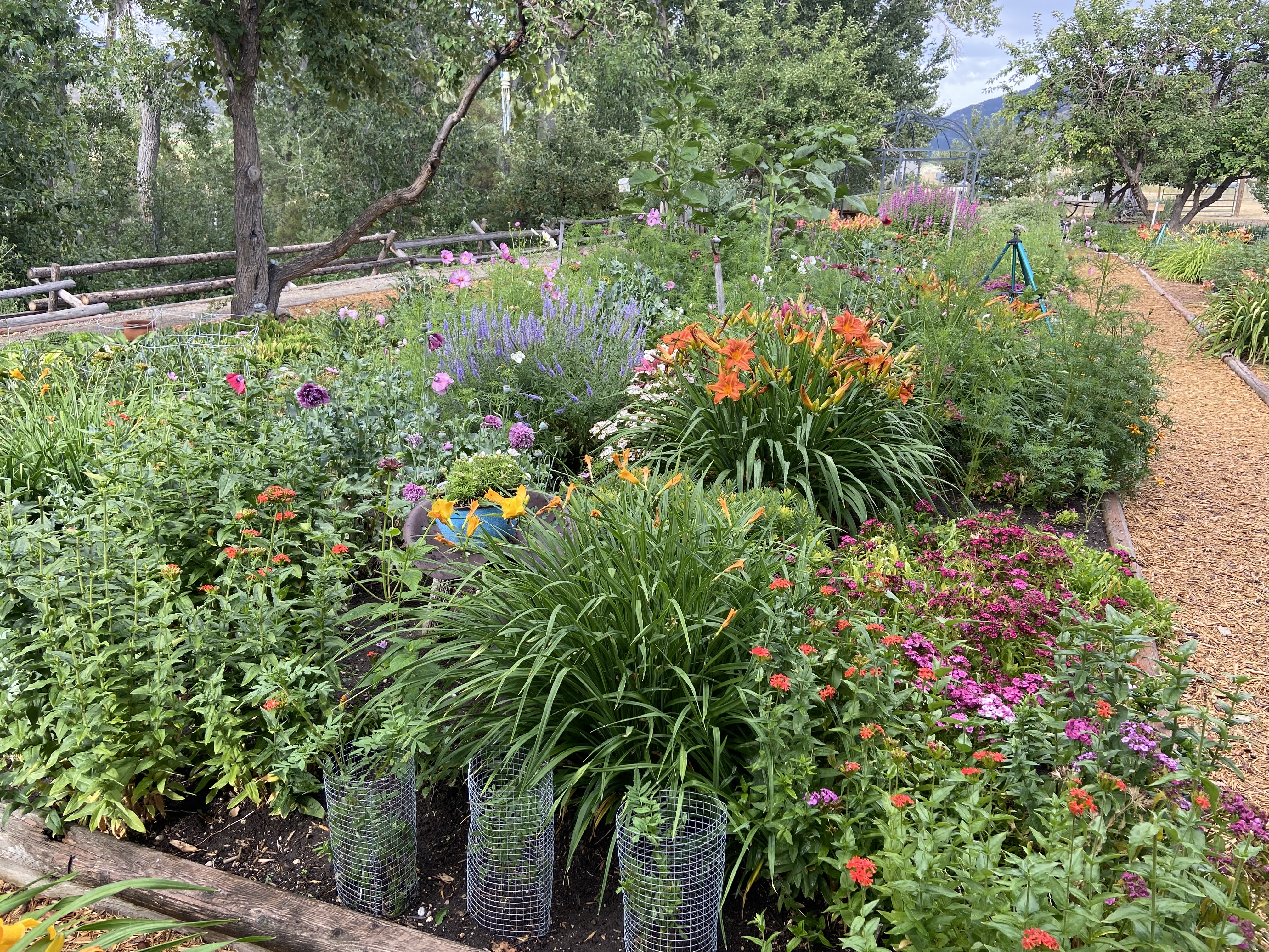 Flowers on full display at Jackson’s Garden in Sheridan, MT